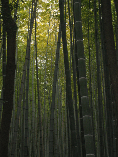 Image on Bamboo forest Arashiyama near Kyoto
